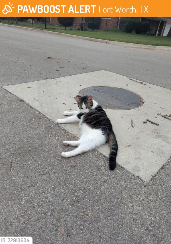 Found/Stray Female Cat last seen Blythe Court and Timothy Drive, Fort Worth, TX 76028