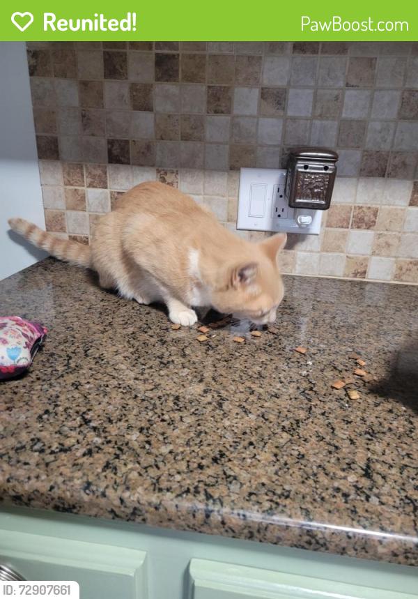 Reunited Male Cat last seen Wayne white rd/Hunting Lodge rd climax, Randolph County, NC 27233