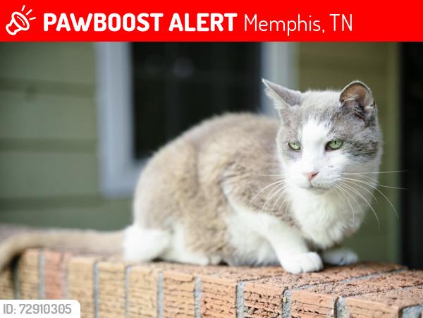 Lost Male Cat last seen Charleswood Ave and Waring Rd, Memphis, TN 38117
