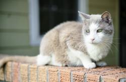 Lost Male Cat last seen Charleswood Ave and Waring Rd, Memphis, TN 38117