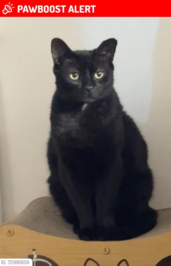 Lost Male Cat last seen Bosworth Road, Greater London, England W10