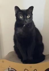 Lost Male Cat last seen Bosworth Road , Greater London, England W10