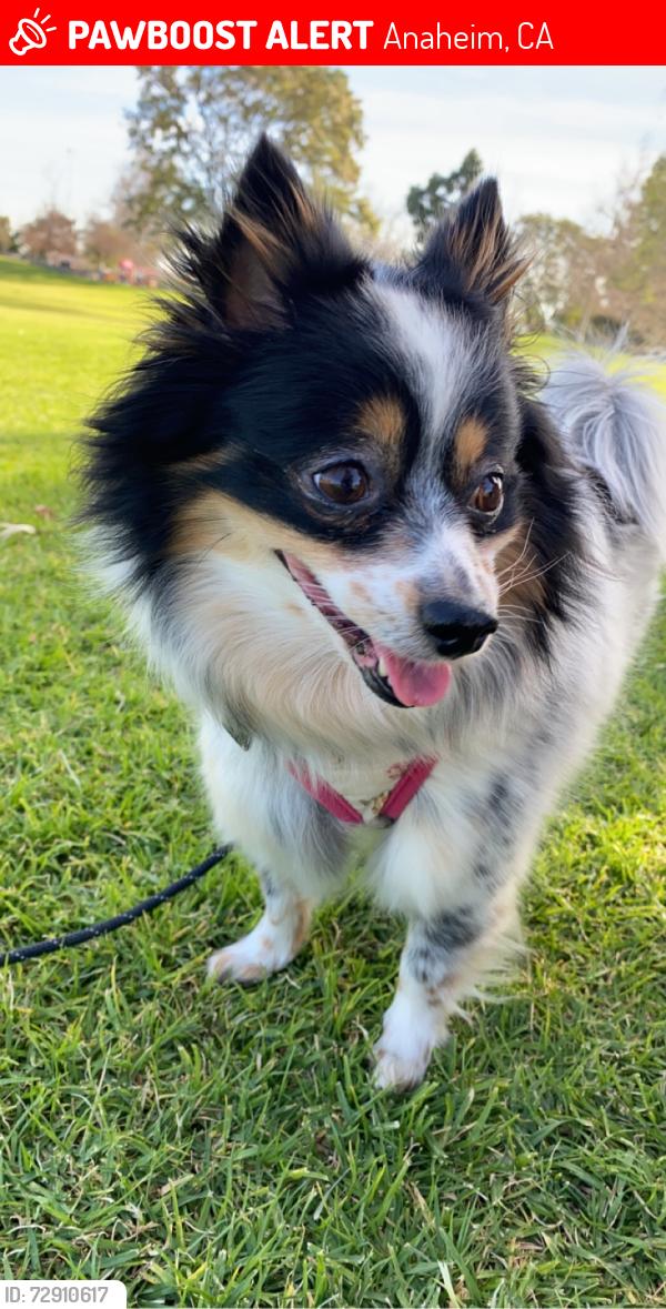 Lost Female Dog last seen Near s state college blvd, Anaheim, CA 92806