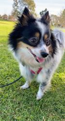 Lost Female Dog last seen Near s state college blvd, Anaheim, CA 92806
