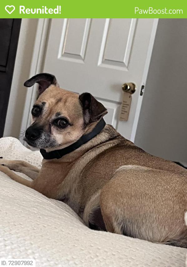 Reunited Female Dog last seen Hunte Parkway, Chula Vista, CA 91915