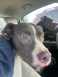 Reunited Male Dog last seen Near Andrus cr, Columbus, OH 43227