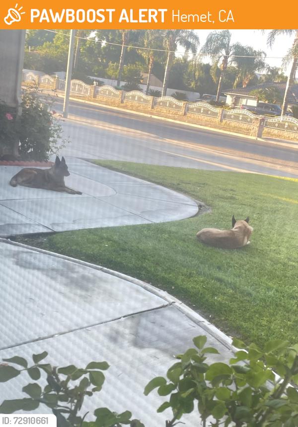 Found/Stray Female Dog last seen Park Ave, Hemet, CA 92544