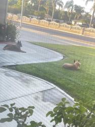 Found/Stray Female Dog last seen Park Ave, Hemet, CA 92544