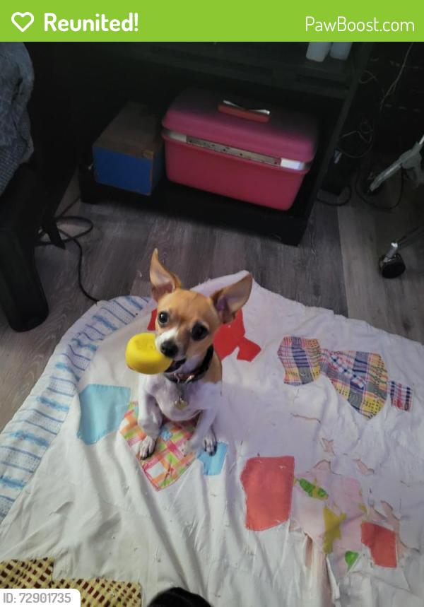 Reunited Female Dog last seen Riverwood Street, 31w bypass, Bowling Green, KY 42101