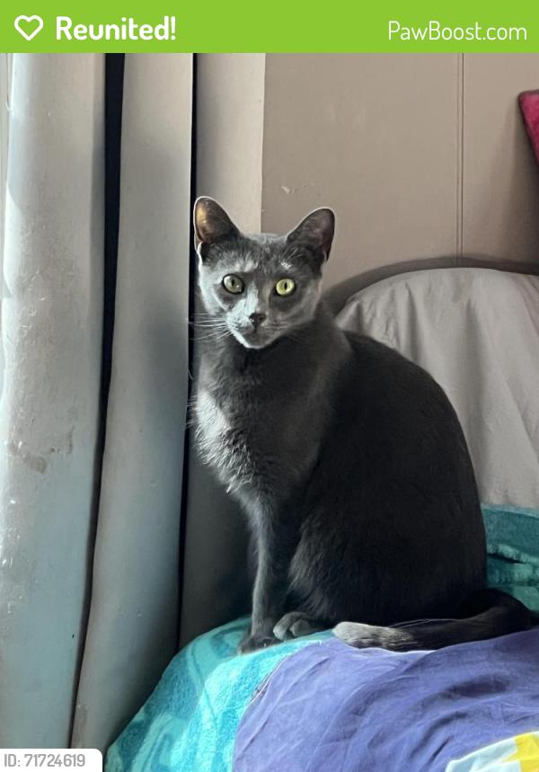 Reunited Female Cat last seen Coyle and broadway, Pawtucket, RI 02860