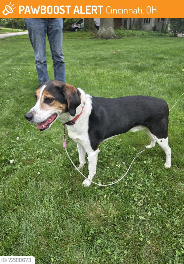 Found/Stray Male Dog last seen Westbrook drive, Cincinnati, OH 45211