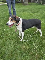 Found/Stray Male Dog last seen Westbrook drive, Cincinnati, OH 45211