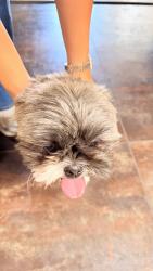 Reunited Female Dog last seen Western trail and coors , Albuquerque, NM 87120