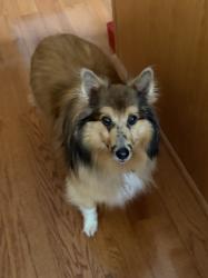 Reunited Female Dog last seen Mack Hatcher and donelson creek, Franklin tn, Franklin, TN 37064