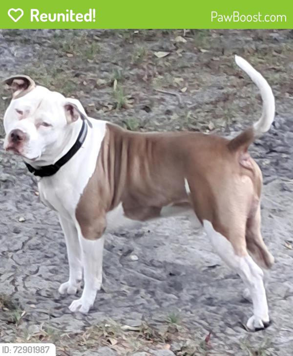 Reunited Male Dog last seen Engessor Road & Jerry Road, off of Highway 39, Zephyrhills, FL 33540