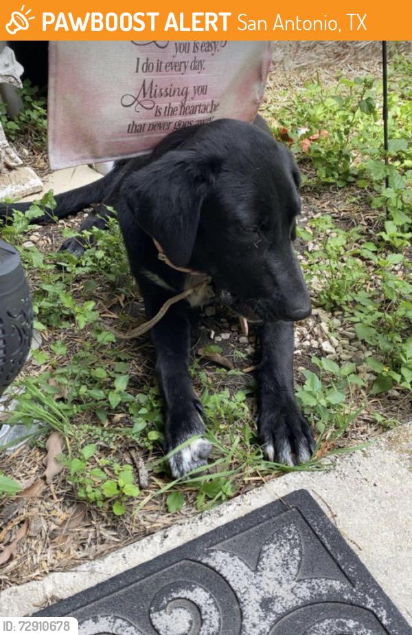 Found/Stray Female Dog last seen Bear Springs and Marback Rd, San Antonio, TX 78245