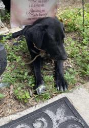 Found/Stray Female Dog last seen Bear Springs and Marback Rd, San Antonio, TX 78245