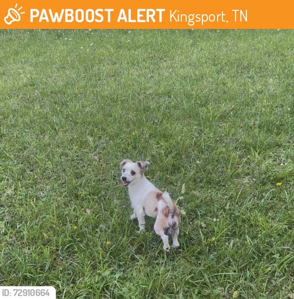 Found/Stray Male Dog last seen Last seen roaming around the home at 1800 Fairhaven Ave, Kingsport, TN 37664