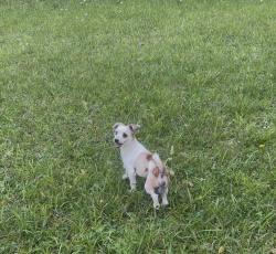 Found/Stray Male Dog last seen Last seen roaming around the home at 1800 Fairhaven Ave, Kingsport, TN 37664