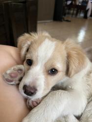 Lost Male Dog last seen Near W 74th St, Los Angeles, CA 90044