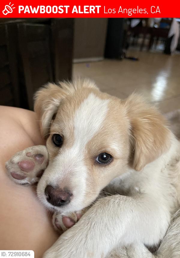 Lost Male Dog last seen Near W 74th St, Los Angeles, CA 90044