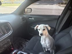 Reunited Male Dog last seen First St Fayetteville, NC  , Fayetteville, NC 28301