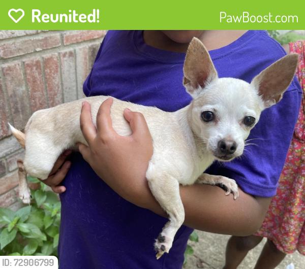 Reunited Female Dog last seen Near Cattleman Dr, McKinney, TX 75071, USA, McKinney, TX 75071