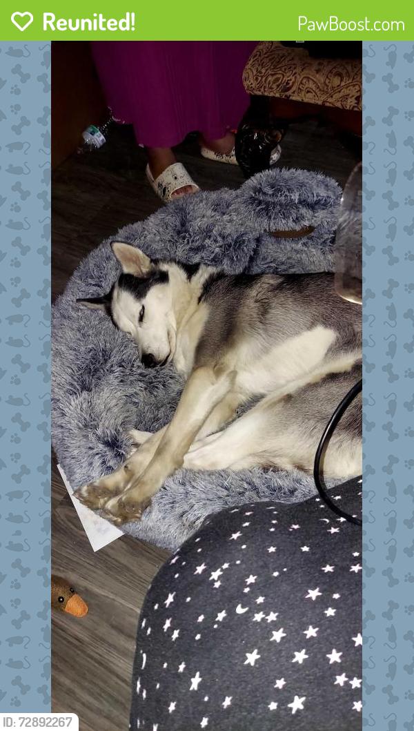 Reunited Female Dog last seen 93rd, Chicago, IL 60620
