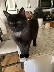 Reunited Male Cat last seen Kentucky Ave & Dahlia St.  Cedar Point cndmniums , Glendale, CO 80246