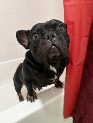Reunited Female Dog last seen Near fallbrook dr 77086, Houston, TX 77086