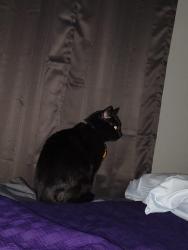 Lost Male Cat last seen Alumni Dr/Lillard Rd , Murfreesboro, TN 37130