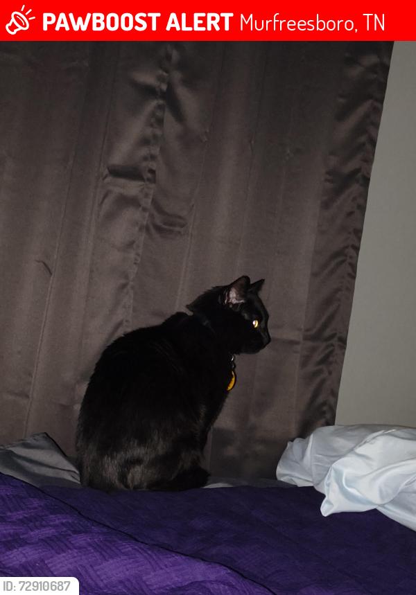 Lost Male Cat last seen Alumni Dr/Lillard Rd, Murfreesboro, TN 37130
