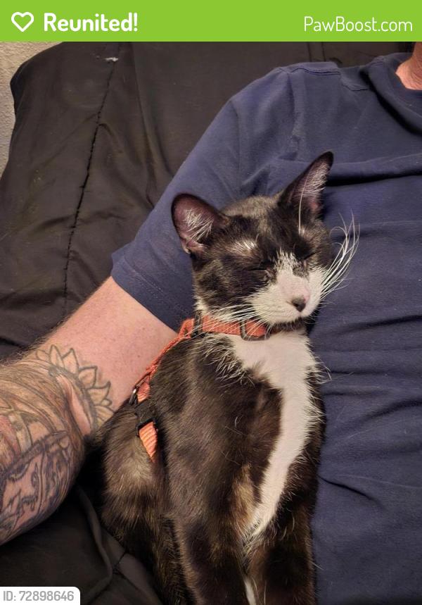 Reunited Female Cat last seen Across the pond from the funeral home, Grain Valley, MO 64029