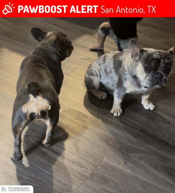 Lost Male Dog last seen Near grimes st, San Antonio, TX 78202