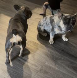 Lost Male Dog last seen Near grimes st, San Antonio, TX 78202