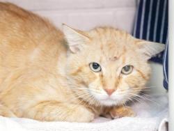 Shelter Stray Male Cat last seen CHANDLER BLVD/GILBERT, Phoenix, AZ 85008