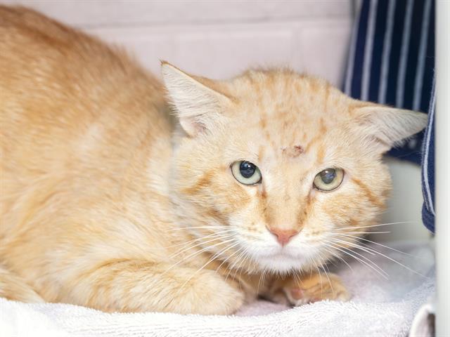 Shelter Stray Male Cat last seen CHANDLER BLVD/GILBERT, Phoenix, AZ 85008