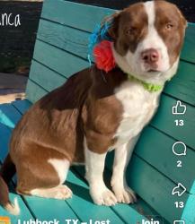 Reunited Female Dog last seen 48th and Memphis , Lubbock, TX 79413
