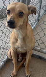 Shelter Stray Male Dog last seen Near BLOCK E WILSON AVE, RIDGECREST CA 93555, Bakersfield, CA 93308