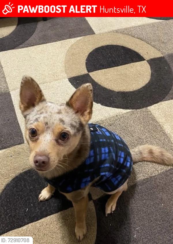 Lost Male Dog last seen Sycamore Ave & Sam Houston Ave , Huntsville, TX 77340