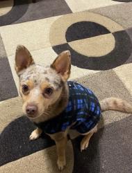 Lost Male Dog last seen Sycamore Ave & Sam Houston Ave , Huntsville, TX 77340