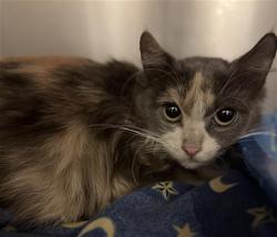 Shelter Stray Female Cat last seen Near BLOCK S 2200, Salt Lake City, UT 84120