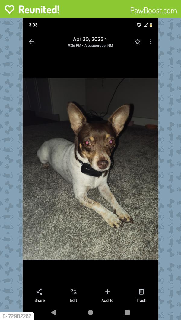Reunited Female Dog last seen Near Pennsylvania St SE, Albuquerque, NM 87108, Albuquerque, NM 87108
