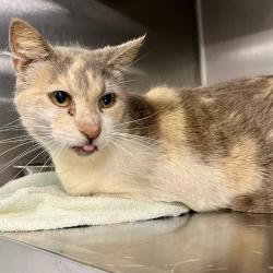 Shelter Stray Female Cat last seen FERNDALE RD,CLERMONT, Deer Island, FL 32778