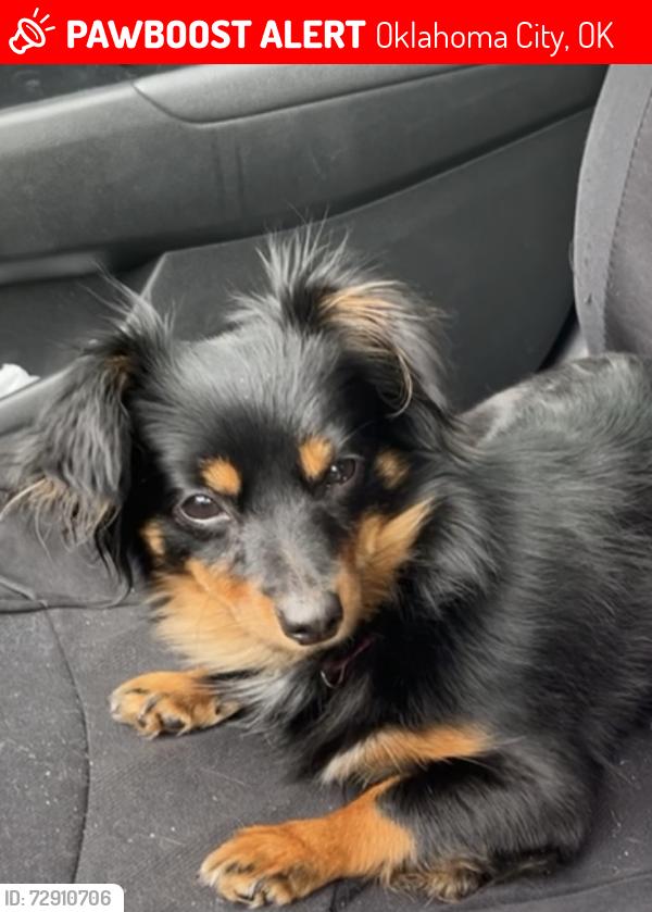 Lost Female Dog last seen Near sw 51st & Walker , Oklahoma City, OK 73109