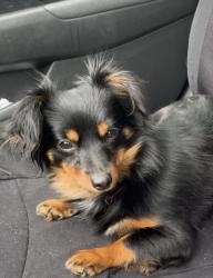 Lost Female Dog last seen Near sw 51st & Walker , Oklahoma City, OK 73109