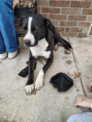 Found/Stray Male Dog last seen 4th and dearborn, Lawton, OK 73507