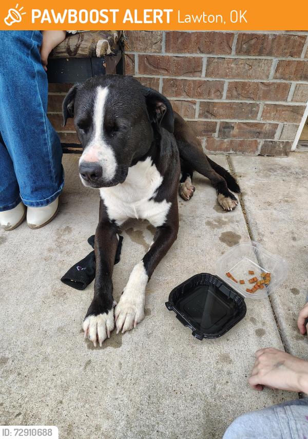 Found/Stray Male Dog last seen 4th and dearborn, Lawton, OK 73507