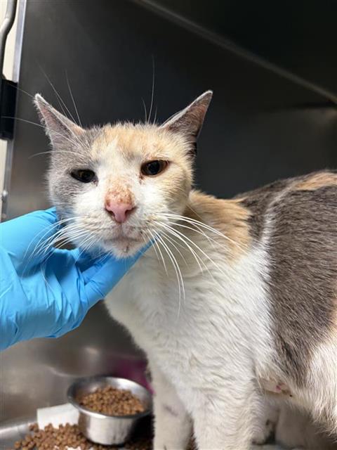 Shelter Stray Female Cat last seen Near BLOCK PLEASANT LAKE, San Antonio, TX 78227
