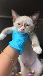 Shelter Stray Male Cat last seen Near BLOCK PLEASANT LAKE, San Antonio, TX 78227